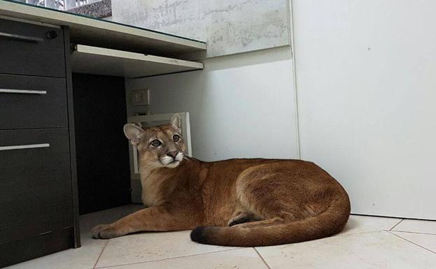 Imagen del puma bajo un escritorio.