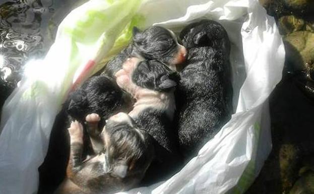 Los cuerpos de los perros.