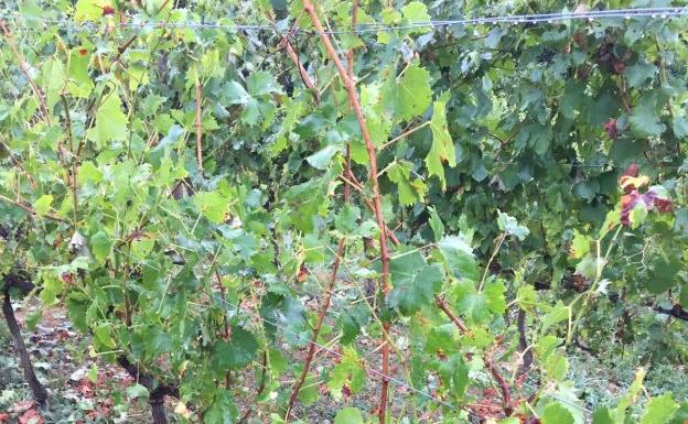 Viñedos de Corias, en Cangas del Narcea, sobre los que el sábado descargó una fuerte granizada.