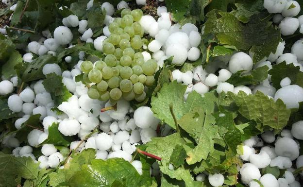 El cultivo de uva, uno de los más afectados por el granizo del sábado.
