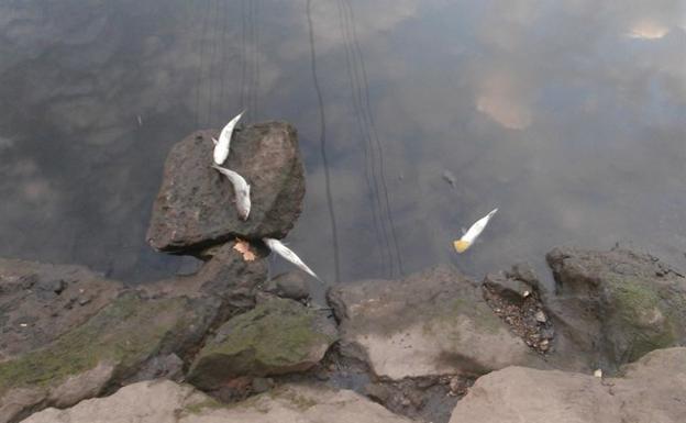Denuncian la muerte de peces por un vertido en la ría de Avilés