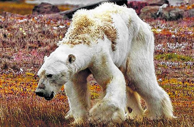 El moribundo oso polar, en la isla de Baffin. / CRISTINA MITTERMEIER