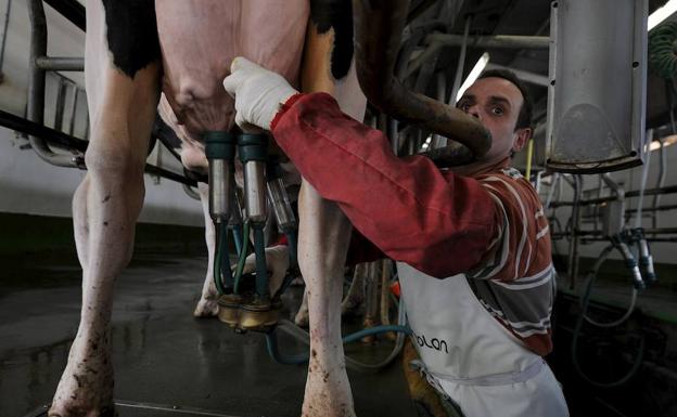Asturias ha perdido más de 90 ganaderías de leche este año