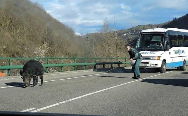 La Guardia Civil captura a lazo a un jabalí de gran tamaño en el corredor del Nalón La Guardia Civil captura a lazo a un jabalí de gran tamaño en el corredor del Nalón