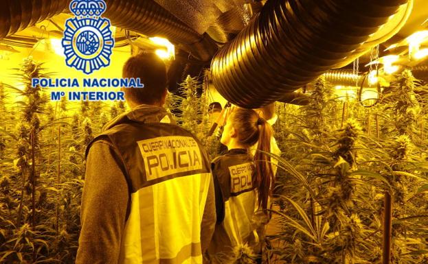 Marihuana incautada en Oviedo. /POLICÍA NACIONAL.