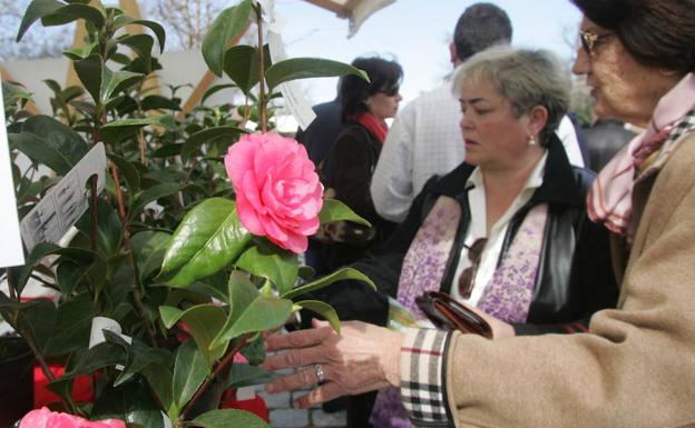 Las camelias, protagonistas de la fiesta del Botánico./CITOULA