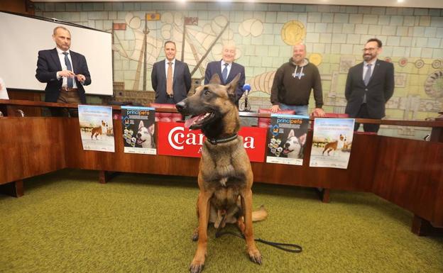 'Jack Sparrow', un pastor belga malinois, el protagonista de la presentación, hoy, de Principets, en el salón de actos de la Cámara de Comercio./MARIETA