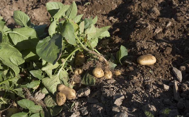 Patatas afectadas por la plaga en el occidente./JORGE PETEIRO