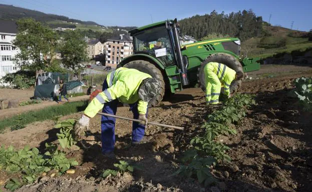 El Principado descarta prohibir la siembra de patatas en toda Asturias