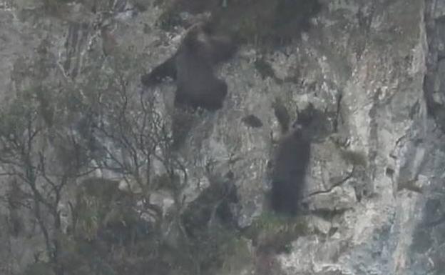Los osos salen a disfrutar de la primavera en los montes asturianos Los osos salen a disfrutar de la primavera en los montes asturianos