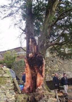 Trabajos en el árbol de Pastur, ayer. El viento desgajó una de las ramas principales del tejo. / E. C./