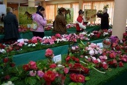 Un grupo de visitantes admira las camelias. / PARDO/