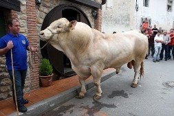 El toro 'Caribe', en Nueva de Llanes, antes de ser vendido. / SUSANA SAN MARTÍN/