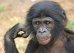 Un bonobo fabrica herramientas como los primeros humanos