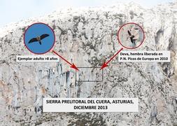La primera pareja de quebrantahuesos en los Picos de Europa tras más de medio siglo