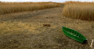 Un zorro pasa por delante de una lancha encallada en lo que antes era una zona de humedal en las Tablas de Daimiel. / EFE/