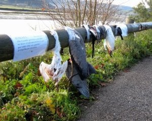 Las aves, expuestas en la Ría, junto a dos notas plastificadas. ::
T. B./
