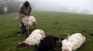 Un ganadero de Ponga muestra las ovejas muertas a causa del lobo en mayo del pasado año en el Parque Natural. ::
ACEBAL/