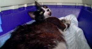 Uno de los gatos que se pudo rescatar, en la clínica de Corvera. ::
LVA/