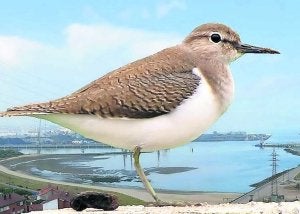 Día Mundial de las Aves