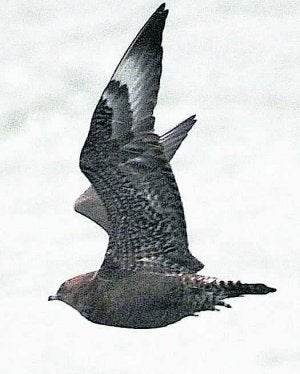 Págalo rabero en la ría el 16./