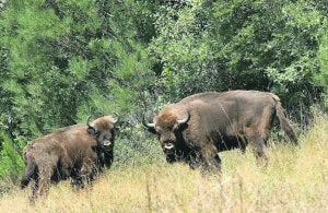 Dos ejemplares europeos introducidos en la Reserva del Bisonte Europeo de San Cebrián (Palencia) donde ha aumentado la manada con una nueva cría, la primera nacida en España en diez siglos. :: EFE/