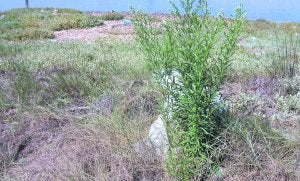 Estado actual de la mancha de vegetación que queda en el pedrero de La Llera, con problemas de erosión, sepultada por piedras, rodeada de basuras y con algunas plantas invasoras. :: GRUPO MAVEA/