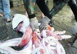 Detalle del pico del calamar gigante hallado por dos pescadores en la playa de Merón. :: JOAQUÍN BILBAO/