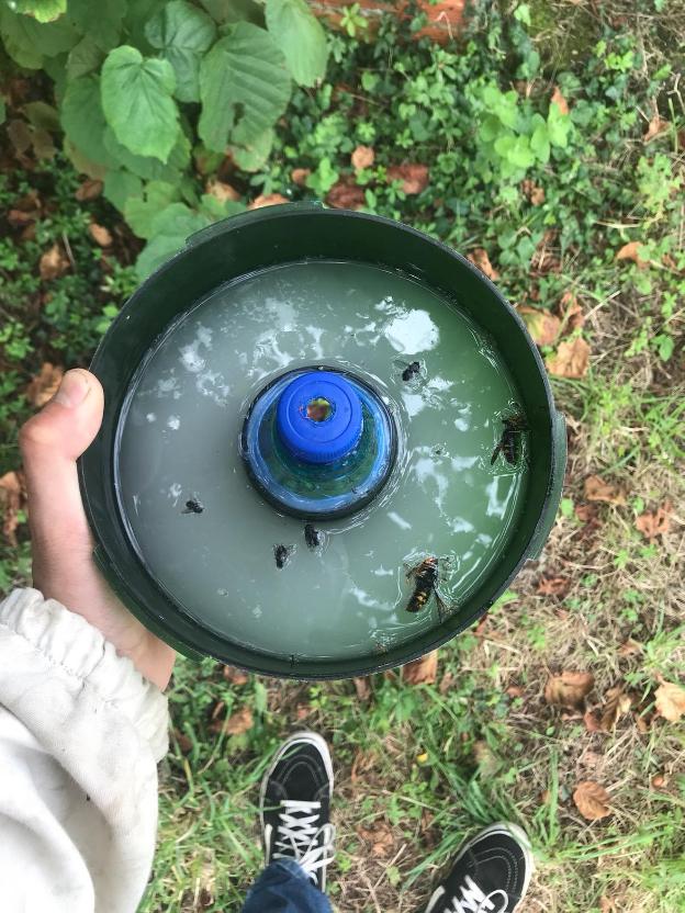 Una trampa con avispas. /  E. C.