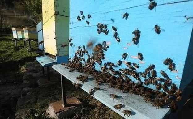 Los apicultores piden apoyo a los ayuntamientos contra la IGP Miel de Asturias