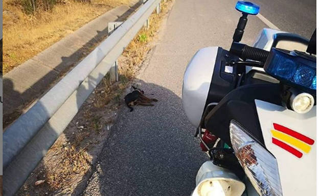 La incisiva carta de un Guardia Civil de Tráfico dirigida a los que abandonan a sus mascotas
