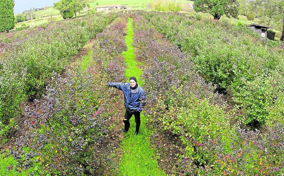 Pablo Álvarez, en su finca de San Justo, en Villaviciosa./Daniel Mora