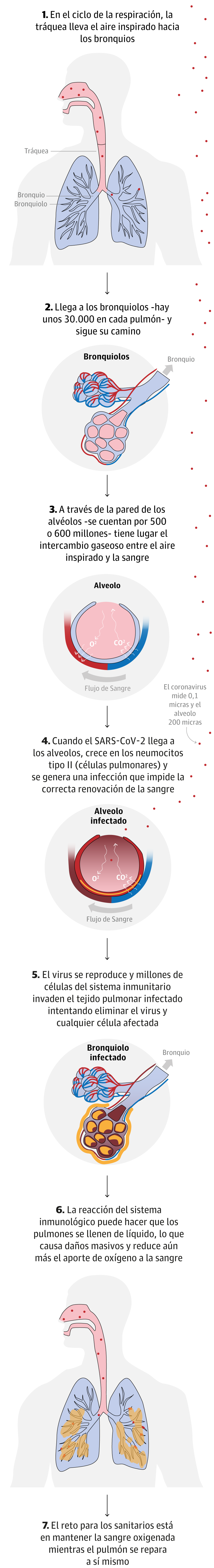 tenia en los pulmones