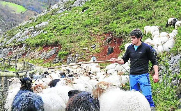 El pastor José Luis Alonso recoge sus ovejas en Teleña al caer la tarde. 