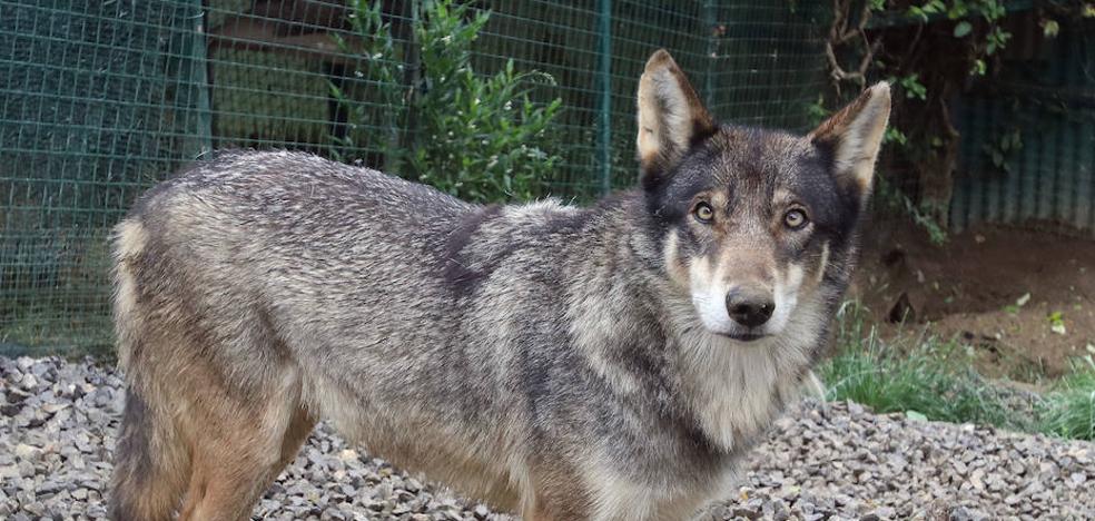 Los ganaderos aseguran que proteger más al lobo dejará en peligro de extinción su profesión - Vimarsana News