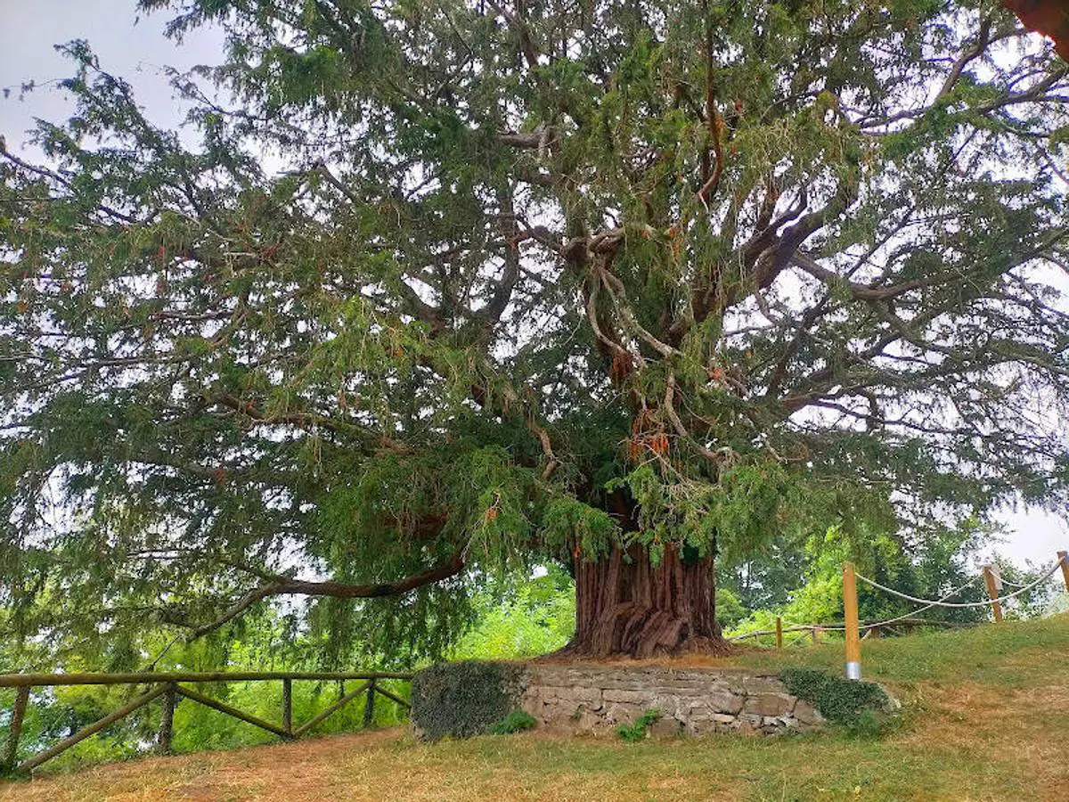 Fotos: Árboles monumentales y singulares de Asturias | El Comercio