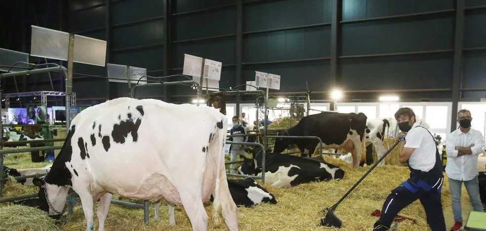 Los ganaderos podrán exigir a las industrias lácteas la revisión de precios