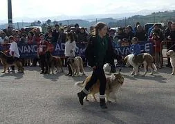 Los concursantes pasean sus perros durante el certamen celebrado en el recinto ferial deTineo. ::                             L. A./